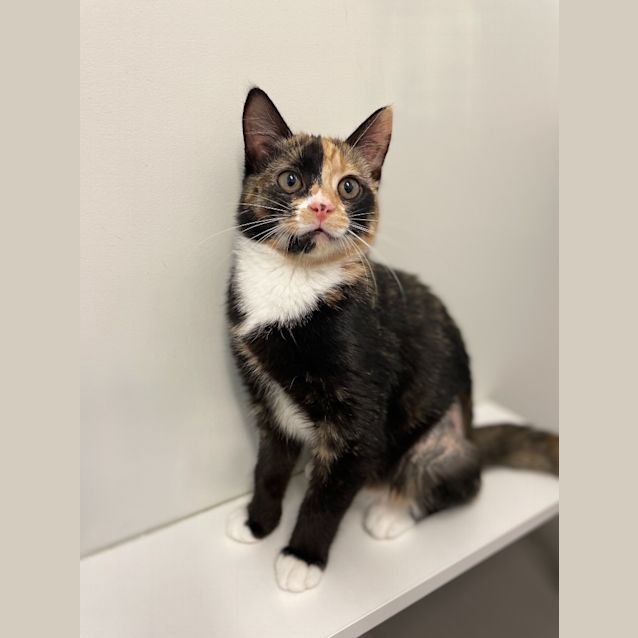 Photo of Harley