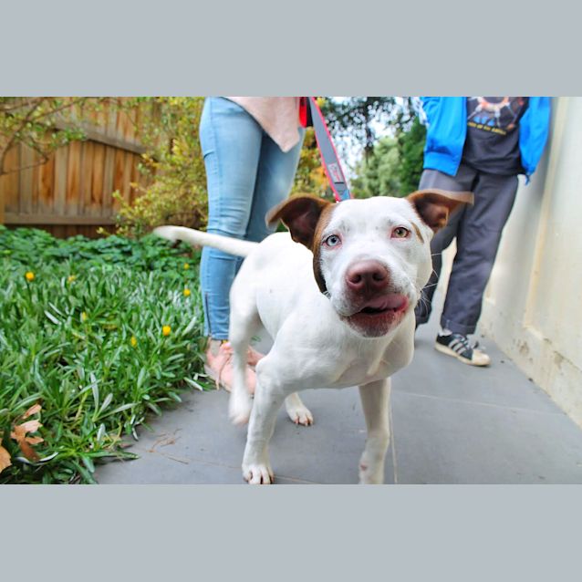 Photo of Apollo