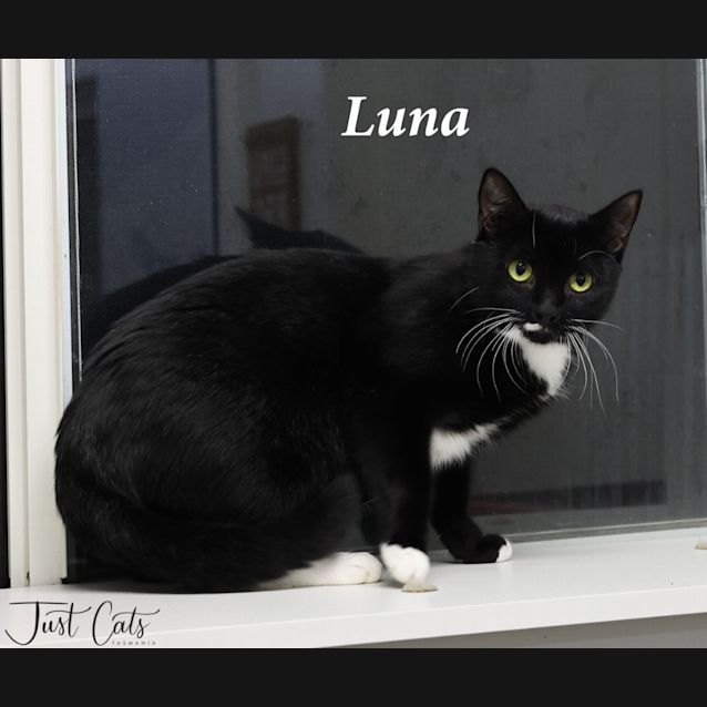 Photo of Luna