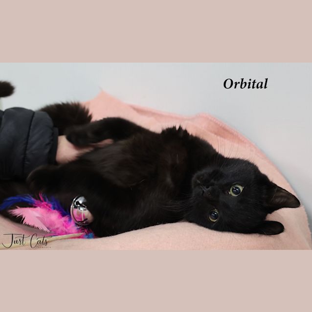 Photo of Orbital