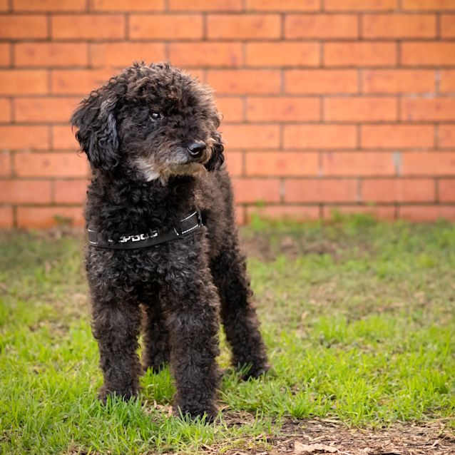 Photo of Winston