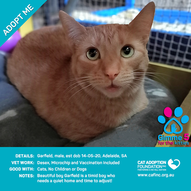 Photo of Garfield $0 Adoption Fee!