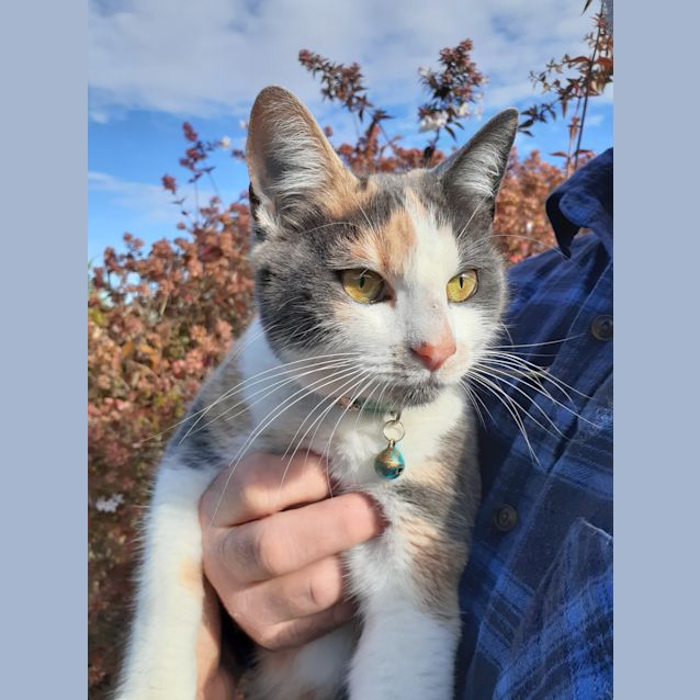 Photo of Bluebell