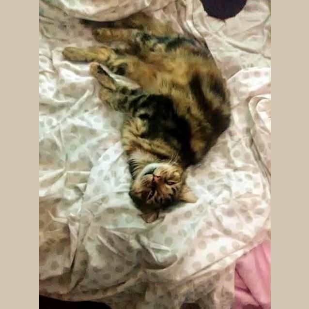 Photo of Nessa