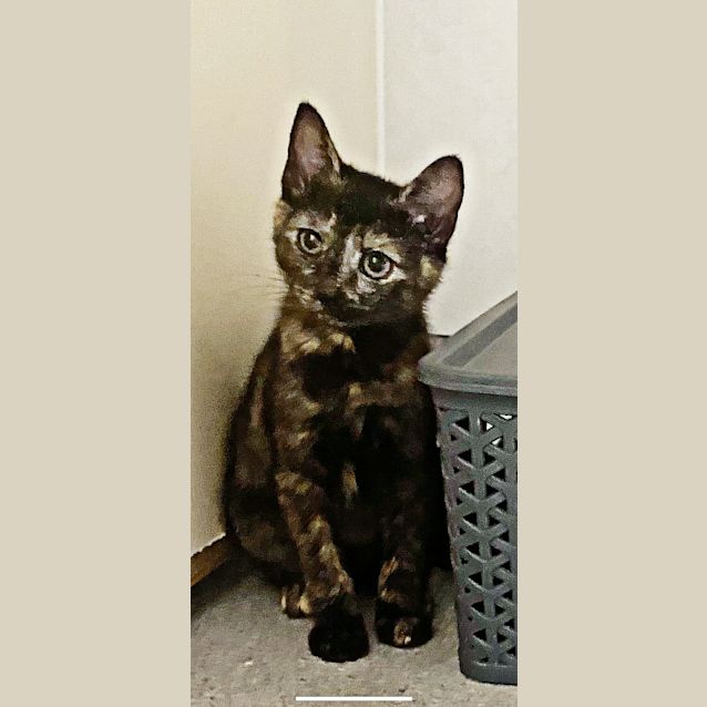 Photo of Daisy 