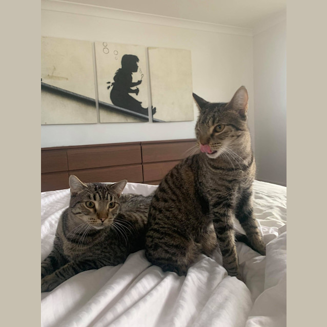 Photo of Watson And Holmes 