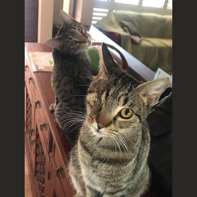 Photo of Watson And Holmes 