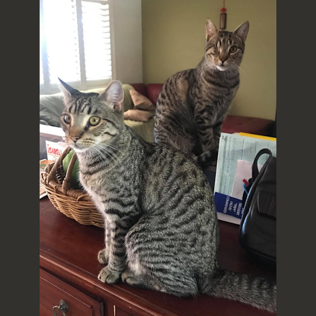 Photo of Watson And Holmes 