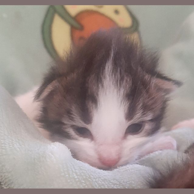 Photo of Calli (With Jiggles)