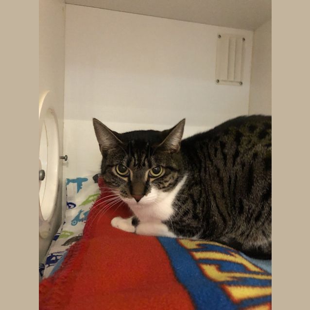 Photo of Biscuit