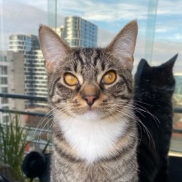 Photo of Jerry Tabby