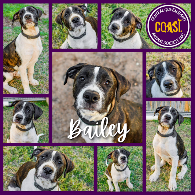 Photo of Bailey