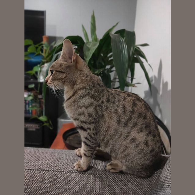Photo of Nala