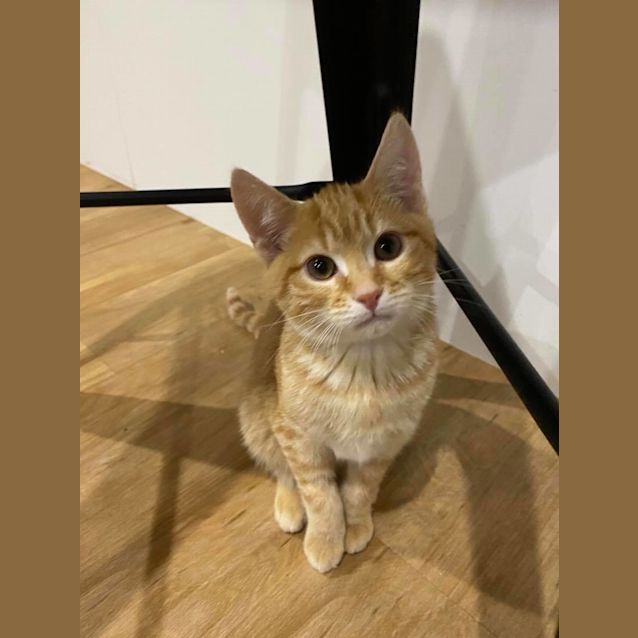 Photo of Cheezle