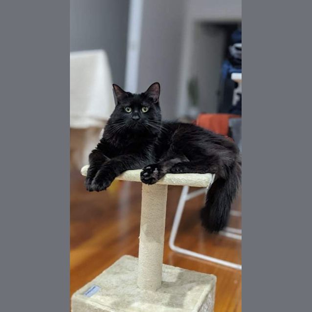 Photo of Jordan   Located In Pascoe Vale South 