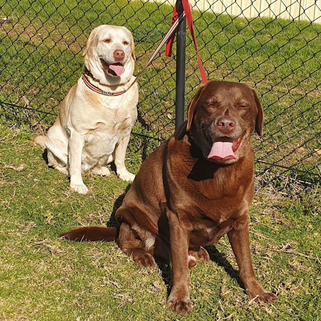 Photo of Amber And Cadbury 