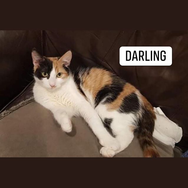 Photo of Darling 