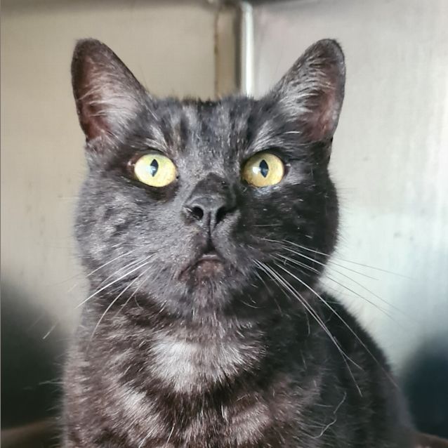 Photo of Smokey