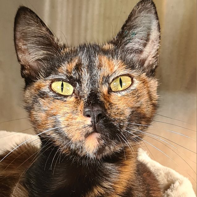 Photo of Ruby