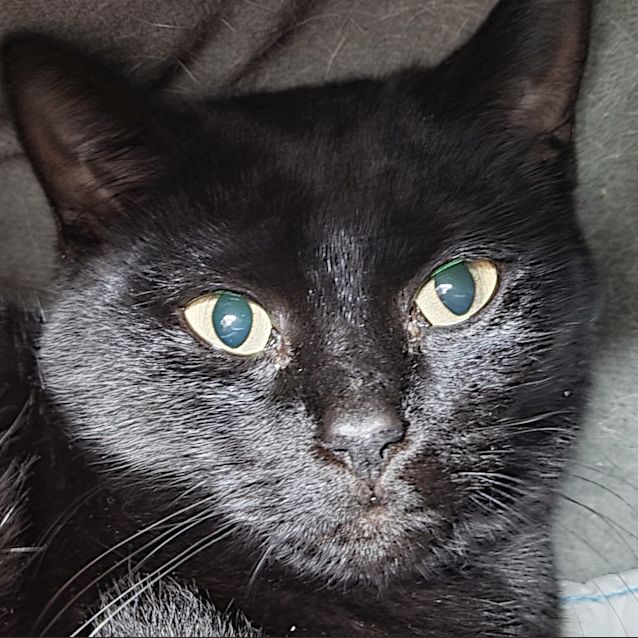 Photo of Indra 