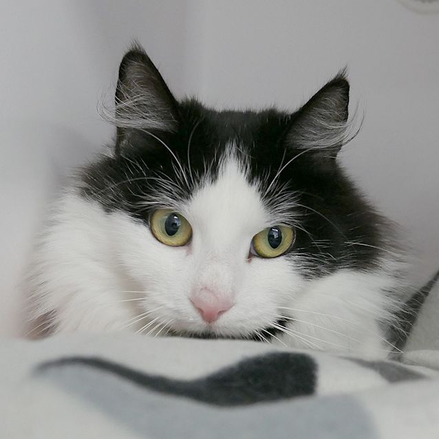 Photo of Chirpy Suk008627