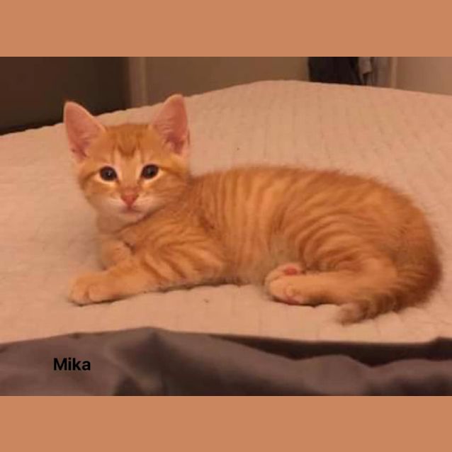 Photo of Mika
