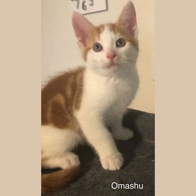 Photo of Omashu