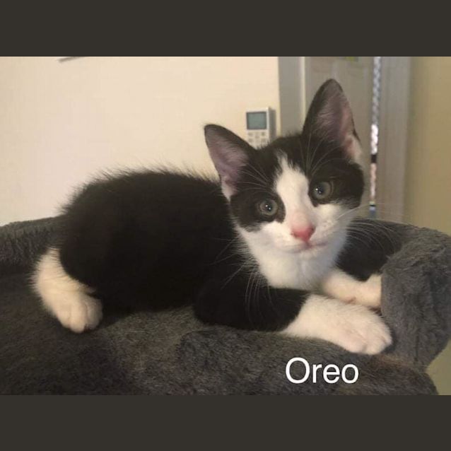 Photo of Oreo