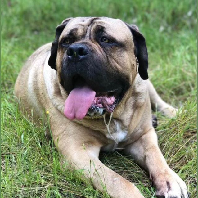 Photo of Sully
