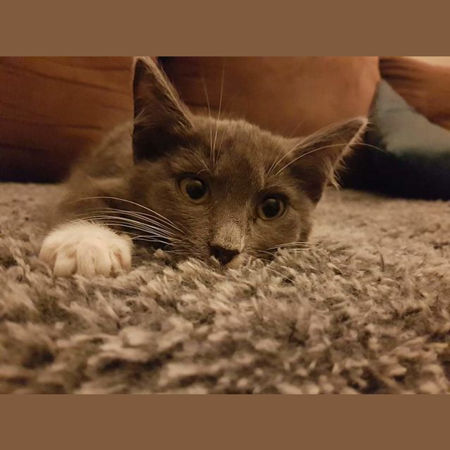 Photo of Marley