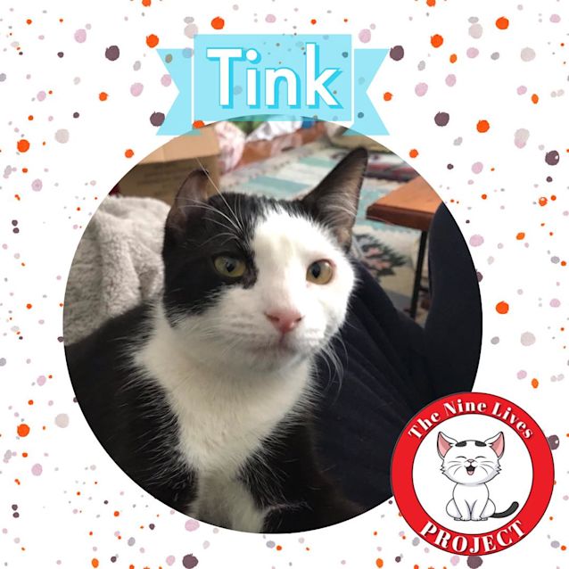 Photo of Tink & Bell **9 Lives Project**