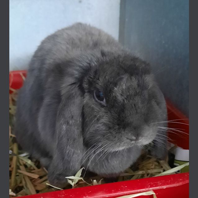 Photo of Lilac