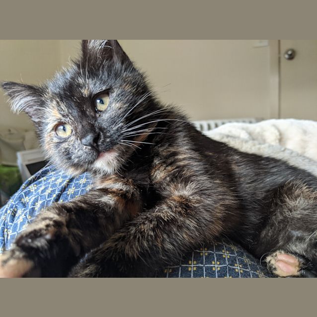 Photo of Roxanne   Located In Preston 