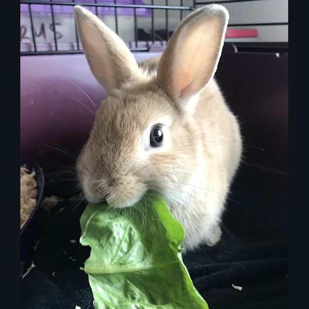 Photo of Miffy