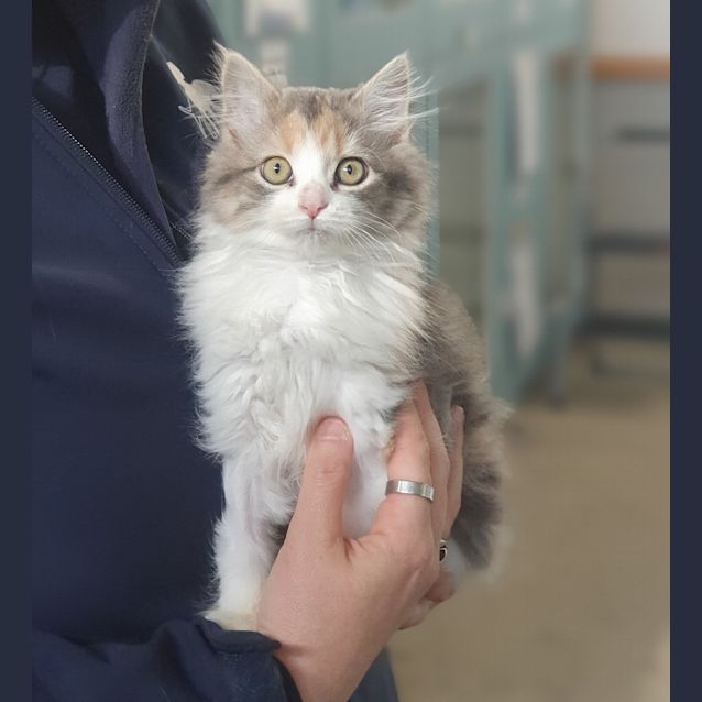 Photo of Pom Pom
