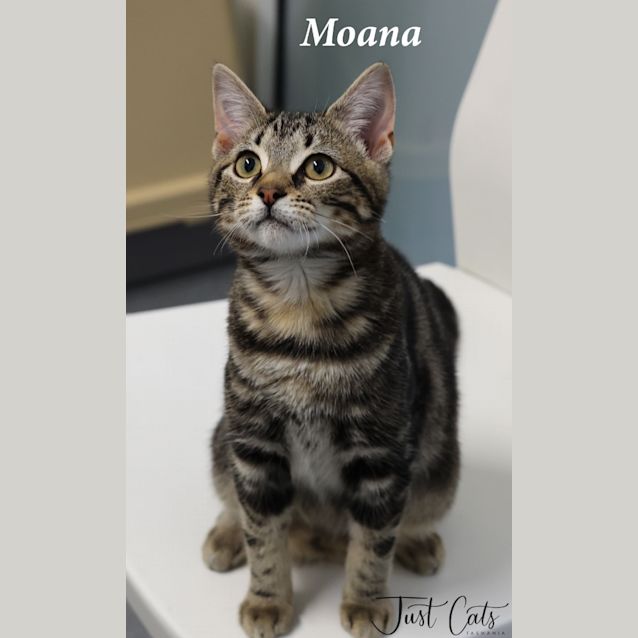 Photo of Moana