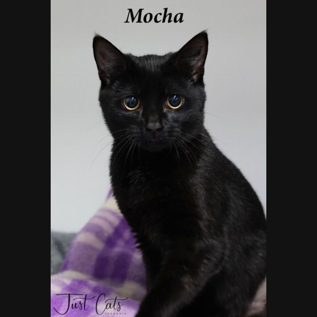 Photo of Mocha
