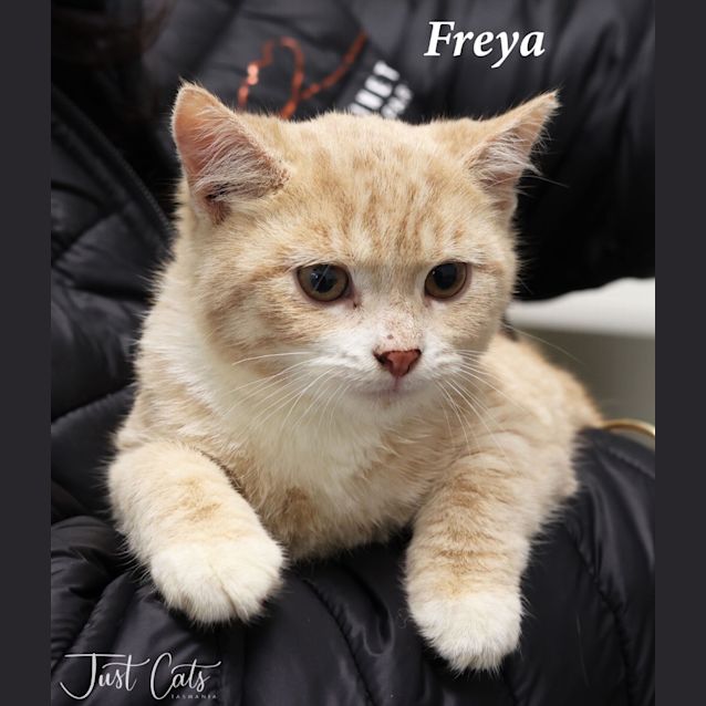 Photo of Freya