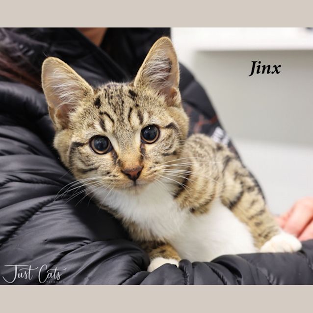 Photo of Jinx
