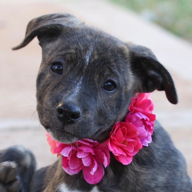 Photo of Delilah