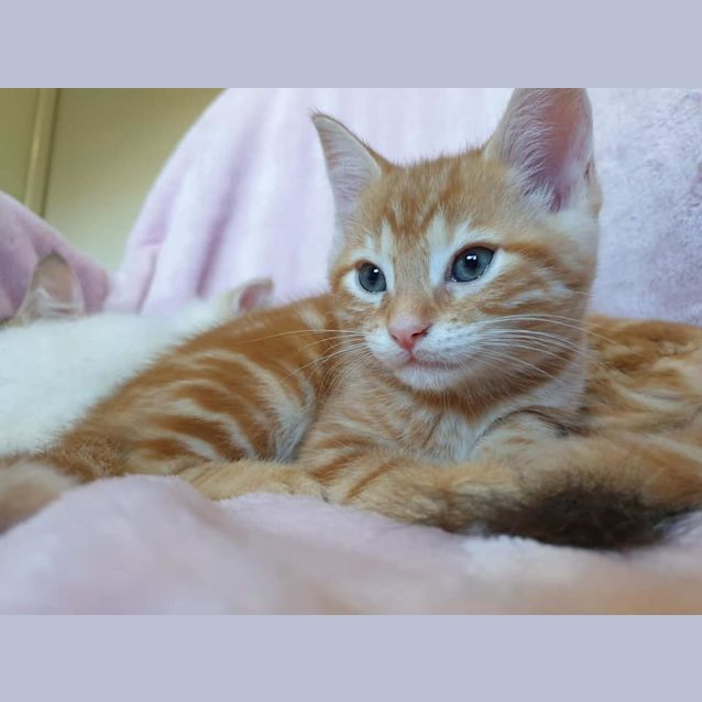 Photo of Tahu 
