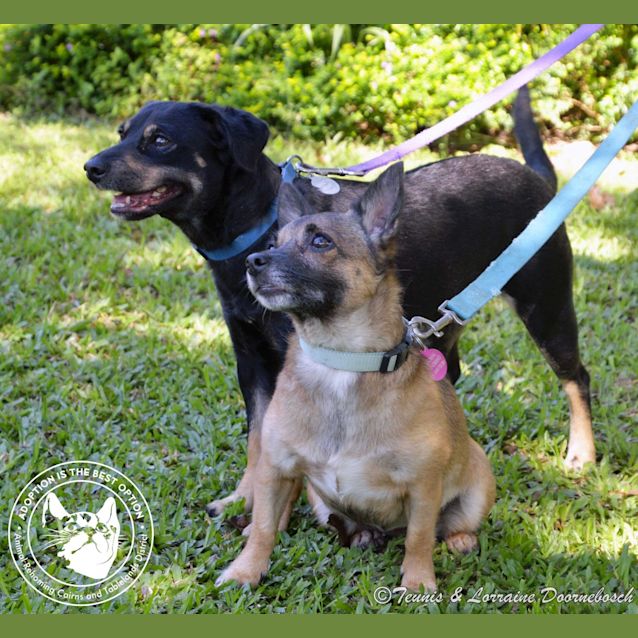 Photo of Blitz & Tiny Tear