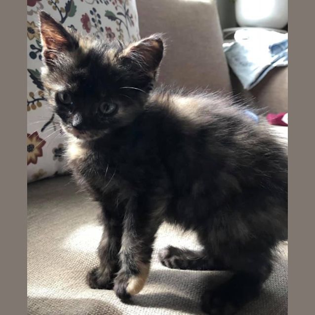 Photo of Stella