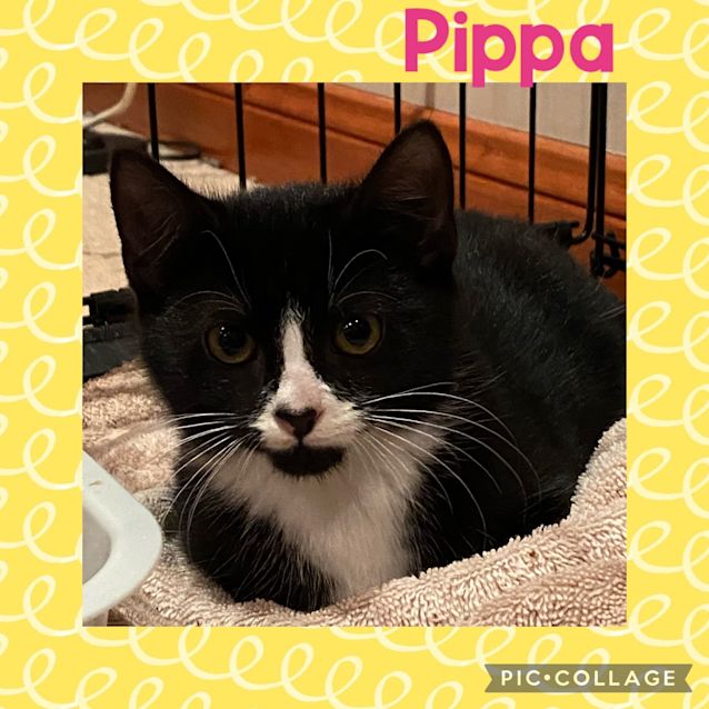 Photo of Pippa