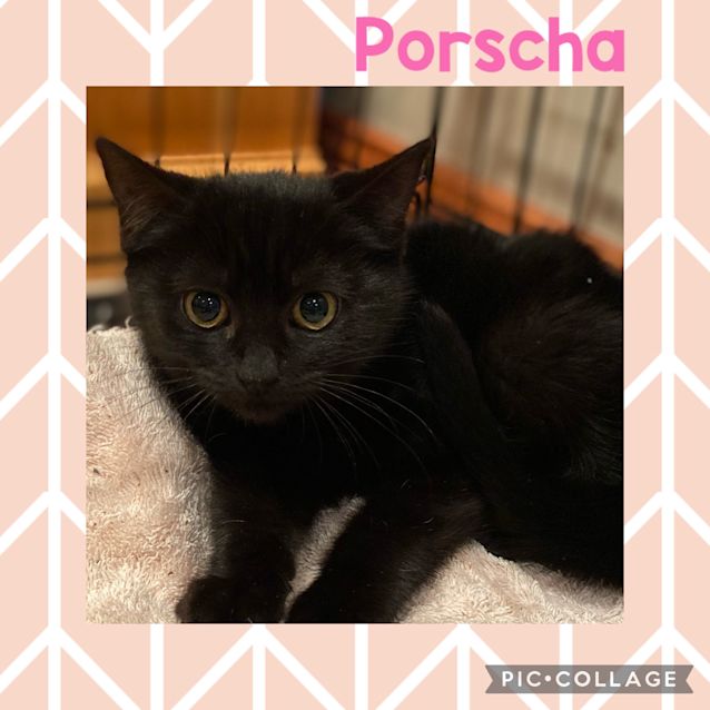 Photo of Porscha