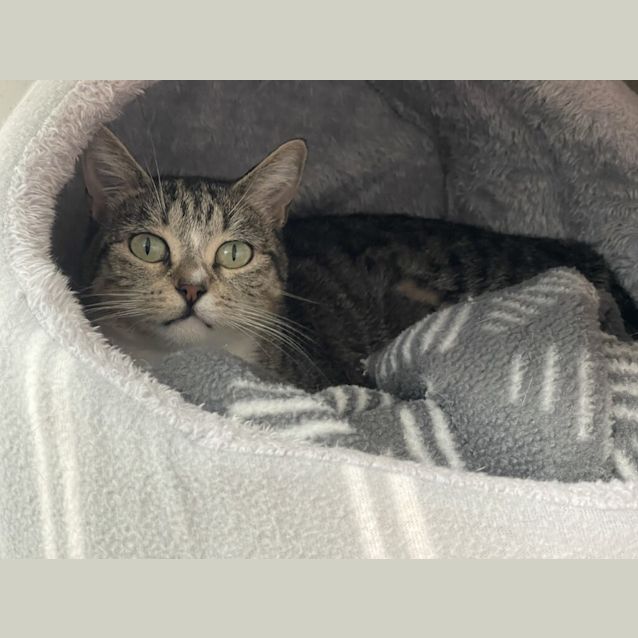 Photo of Catty Labelle