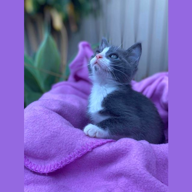 Photo of Blade 💙🐾