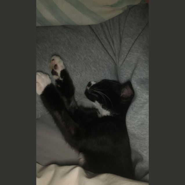 Photo of Bolt