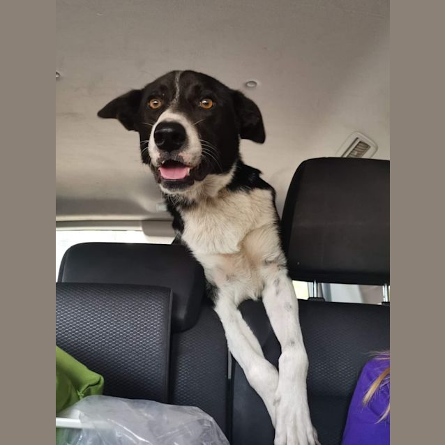 Photo of Joey ~ 3yr Old Bc X(rev Apps 29/6/21)