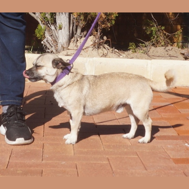 Photo of Frankie